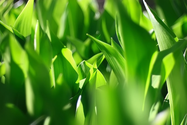 le vert du printemps arrière-plan abstraite nature floue belles images pousses vertes