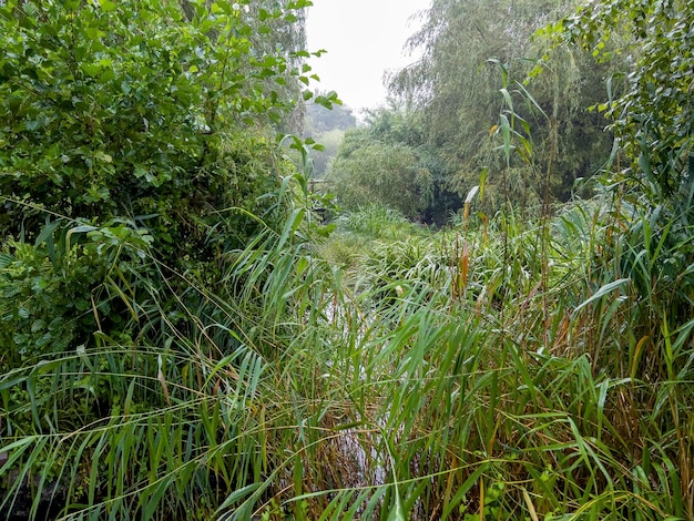 Le vert du zoo de Zurich