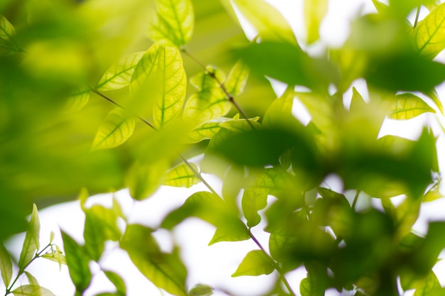 Vert flou d'arrière-plan de la nature ou de toile de fond avec la couleur et la lumière du soleil