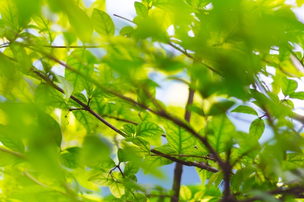 Vert flou de la nature avec la couleur et la lumière du soleil