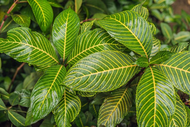 Vert foncé abstrait de la plante tropicale et de la feuille verte après les chutes de pluie pendant la saison de la mousson.