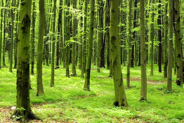 vert de la forêt