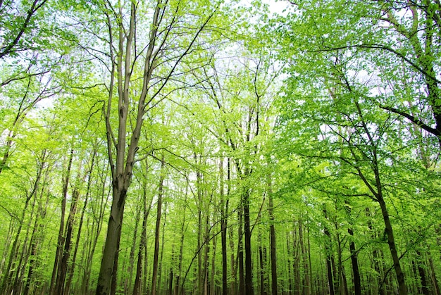 vert de la forêt