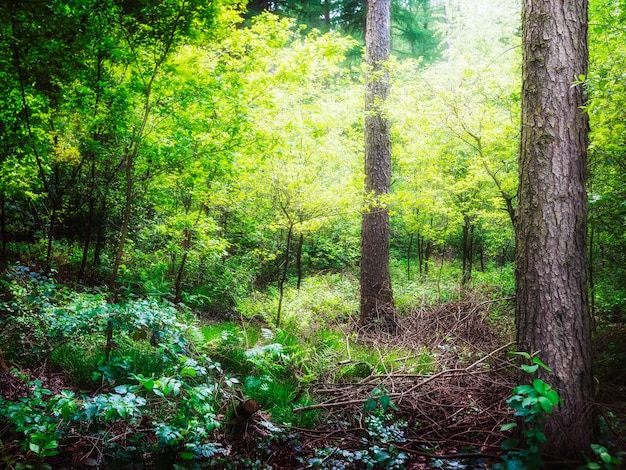 Photo vert de la forêt