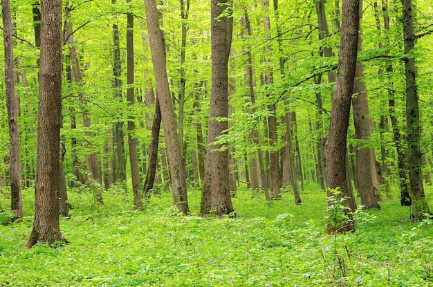 vert de la forêt