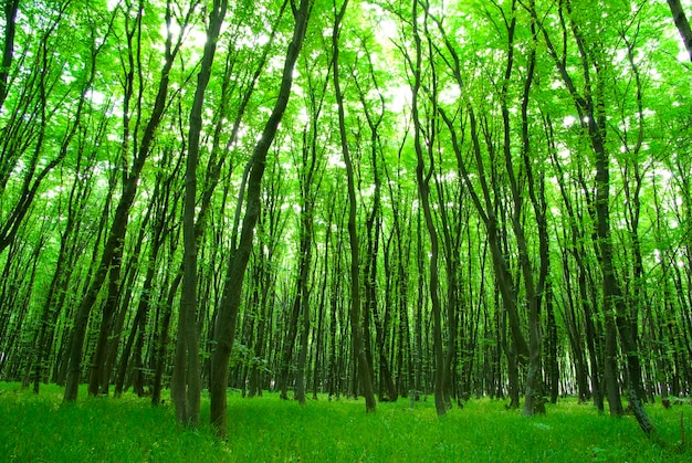 vert de la forêt