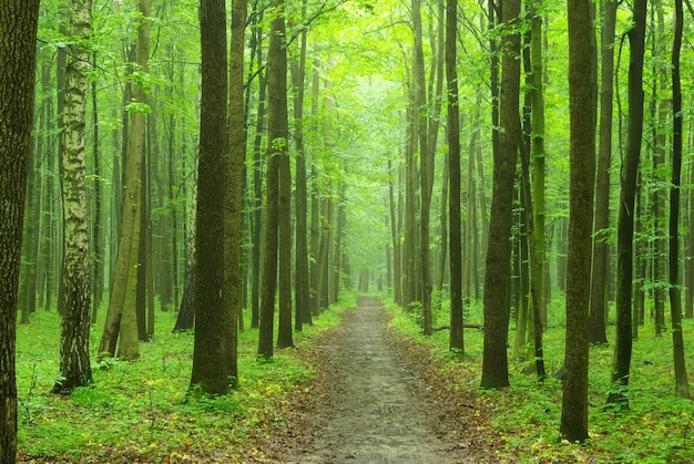 vert de la forêt