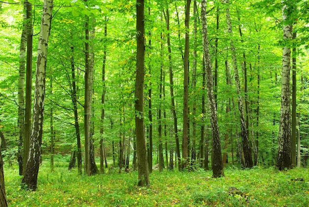 vert de la forêt