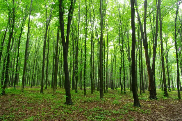 vert de la forêt