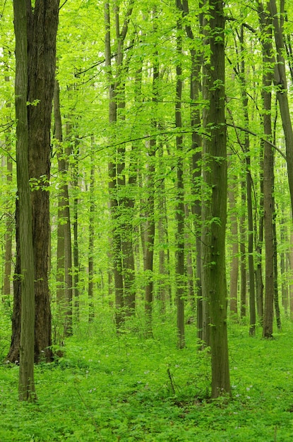 vert de la forêt