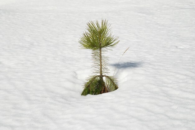 Vert jeune sapin dans la neige blanche