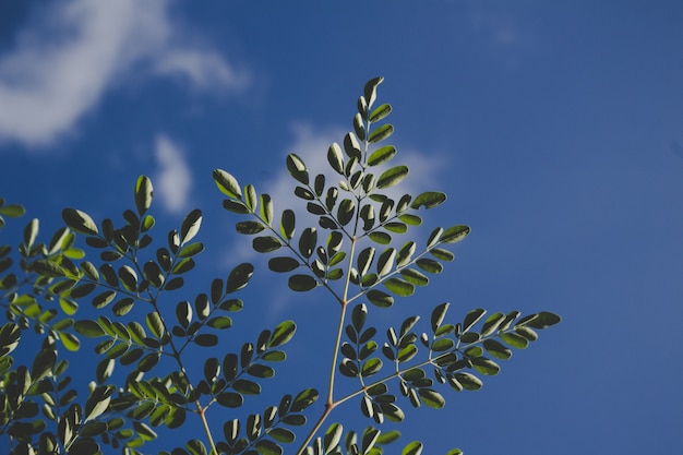 Le vert laisse le fond du ciel bleu