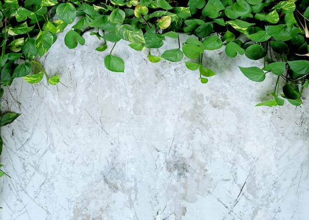 Le vert laisse le vieux fond de béton gris blanc