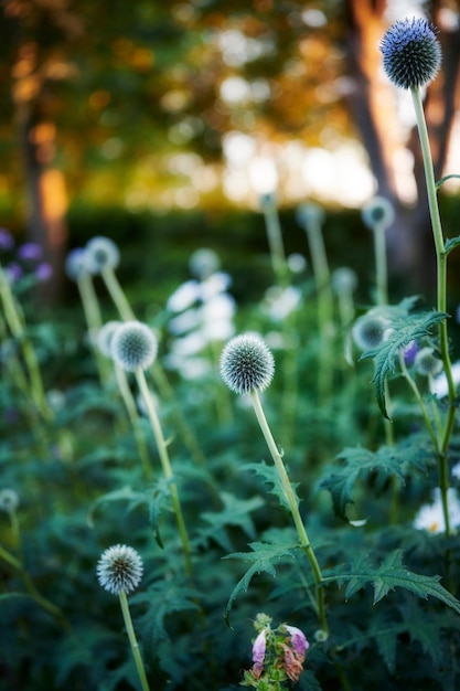 Vert magnifique et gros plan de fleurs printanières colorées fleurissant avec fond d'espace de copie bokeh Texture vibrante et détail des plantes de chardon globe fleurissant dans un jardin luxuriant ou une prairie naturelle