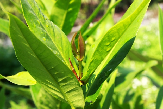 vert miel java pommier feuille pousse