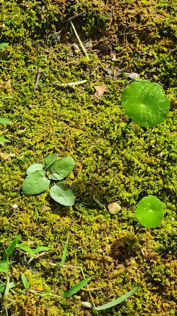 vert nature feuille fond frais