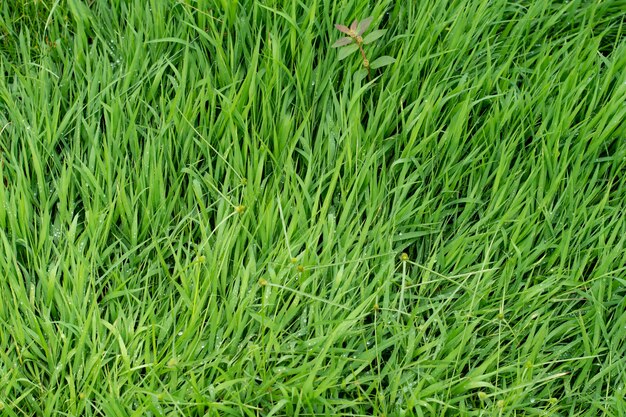 Vert, Nature, Herbe, Arrière-plan, Texture, Prise de vue en plein écran.