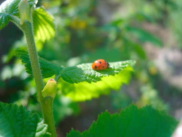 Vert avec photo d'arrière-plan de plantes à feuillage