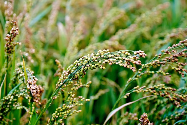 Vert tiges de millet