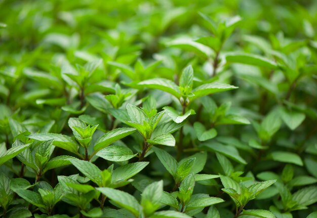 Verts d'été juteux. Plante de menthe poussent au potager