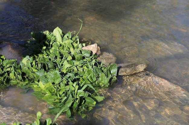 verts frais sains feuilles de cresson et d'épinards près de la rive du fleuve