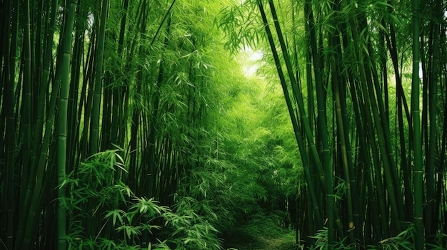 Des verts luxuriants et de fortes lignes verticales d'arbres dans un bosquet de bambous