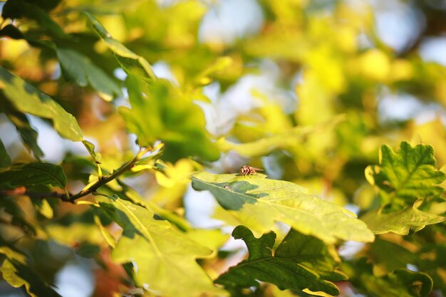 Des verts printaniers éclatants à l'aube dans la forêt La nature prend vie au début du printemps