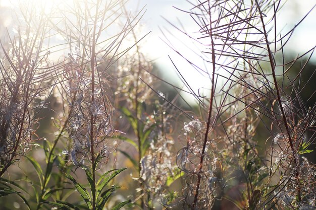 Verts de printemps lumineux à l'aube dans la forêt. La nature prend vie au début du printemps.