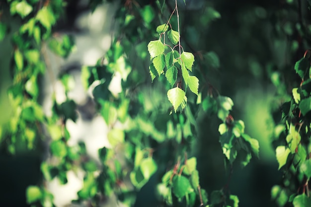 Verts de printemps lumineux à l'aube dans la forêt. La nature prend vie au début du printemps.