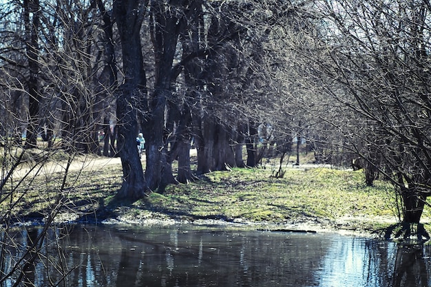 Verts de printemps lumineux à l'aube dans la forêt. La nature prend vie au début du printemps.