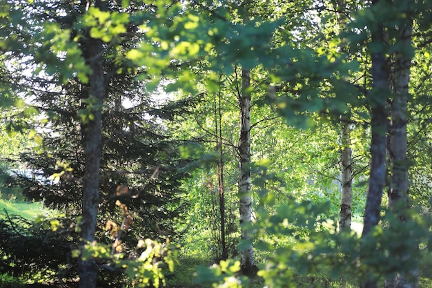 Verts de printemps lumineux à l'aube dans la forêt. La nature prend vie au début du printemps.