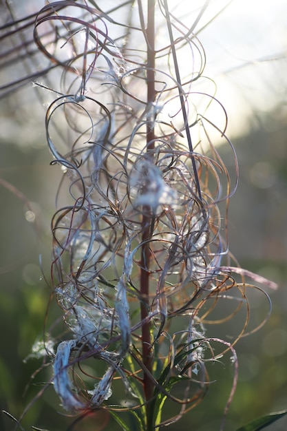 Verts De Printemps Lumineux à L'aube Dans La Forêt. La Nature Prend Vie Au Début Du Printemps.