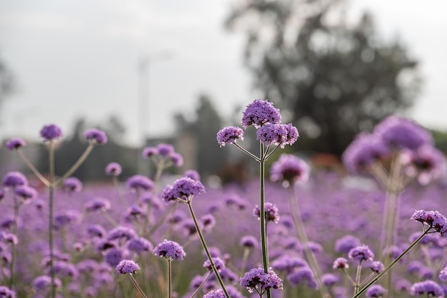 Verveine pourpre dans le domaine