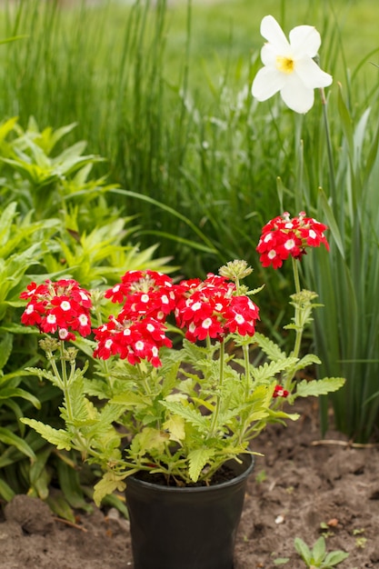 La verveine rouge fleurit dans un pot en plastique dans le jardin.