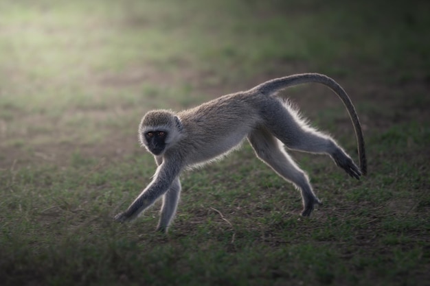 Vervet Monkey Chlorocebus pygerythrus