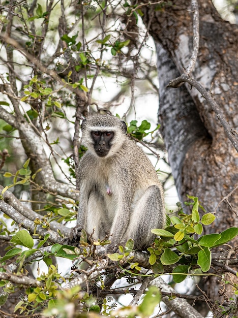 Vervet Monkeys Chlorocebus pygerythrus