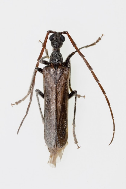 Vesperus sp, est une espèce de coléoptère de la famille des Cerambycidae