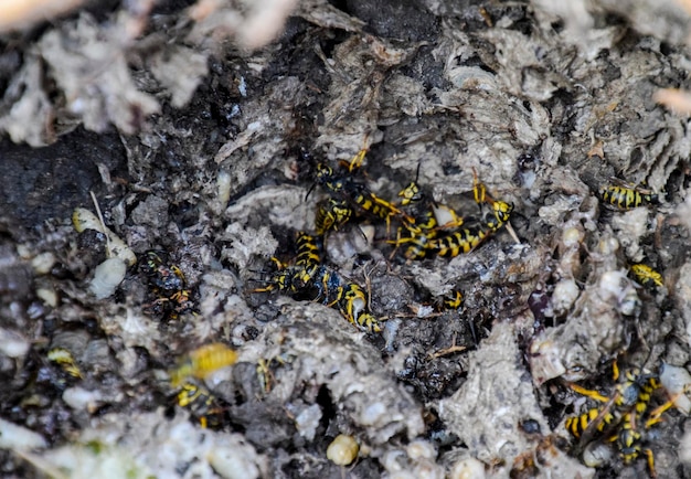 Photo vespula vulgaris nid de frelons détruit