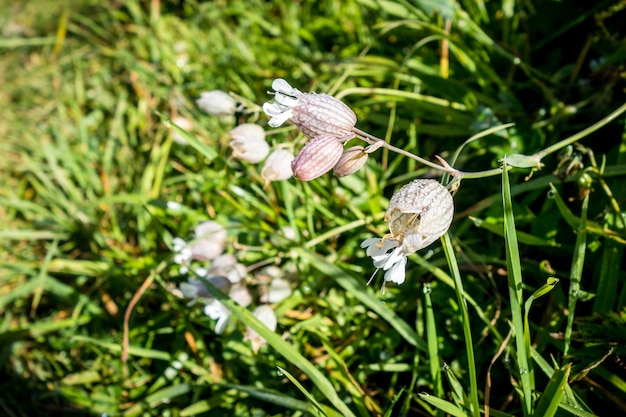 Vessie Campion fleur Silene Vulgaris vue rapprochée en Haute Savoie France