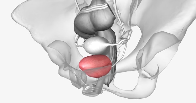 La vessie est un organe en forme de poche musculaire du système urinaire