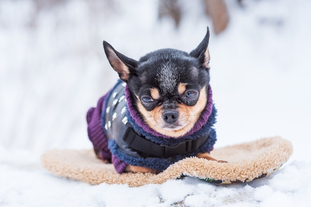 Veste de petit chien froide en hiver. Chihuahua en vêtements d'hiver sur la neige