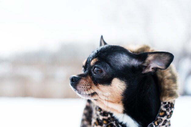 Veste de petit chien froide en hiver.