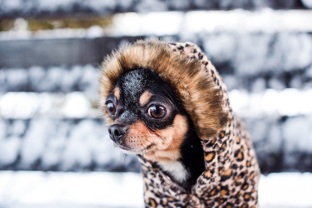 Veste de petit chien froide en hiver.