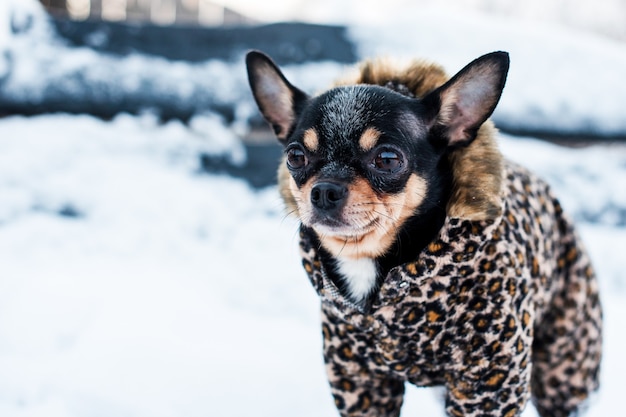 Veste de petit chien froide en hiver.