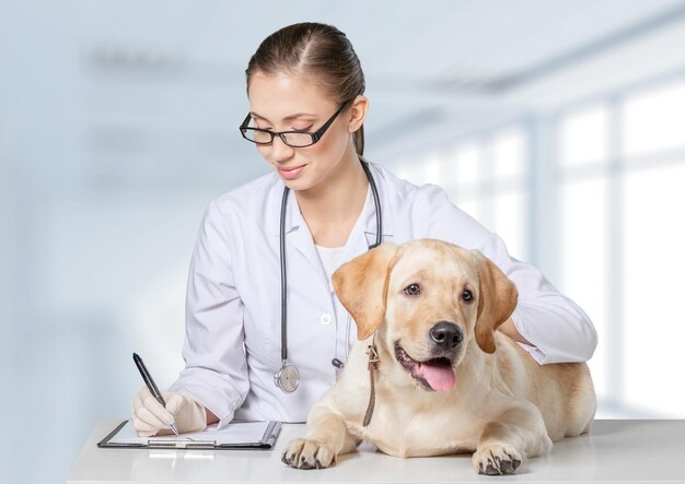 Vet utilisant la technologie avec un petit chien - isolé sur fond blanc