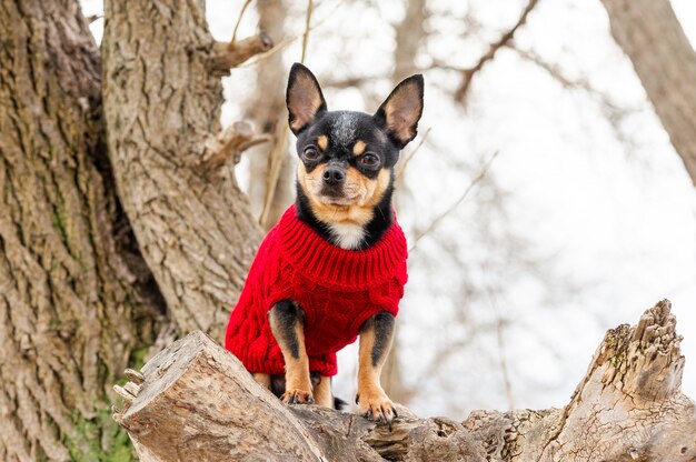 Vêtements De Chihuahua Chien Pedigree à L'extérieur. Habillé Chihuahua. Portrait De Chien Dans Des Vêtements Rouges élégants