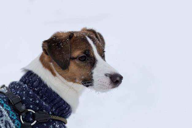 Vêtements Jack Russell dans la rue en hiver