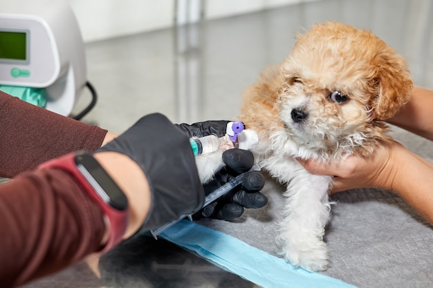 Un vétérinaire administre des médicaments à un chiot Maltipoo par le biais d'un cathéter dans sa patte