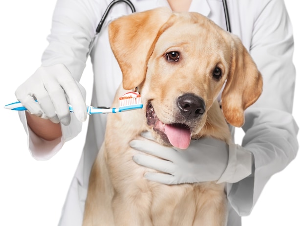 Vétérinaire avec brosse à dents va brosser les dents du Labrador