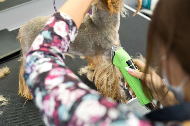 Vétérinaire coupant un yorkshire terrier avec une tondeuse à cheveux dans une clinique vétérinaire